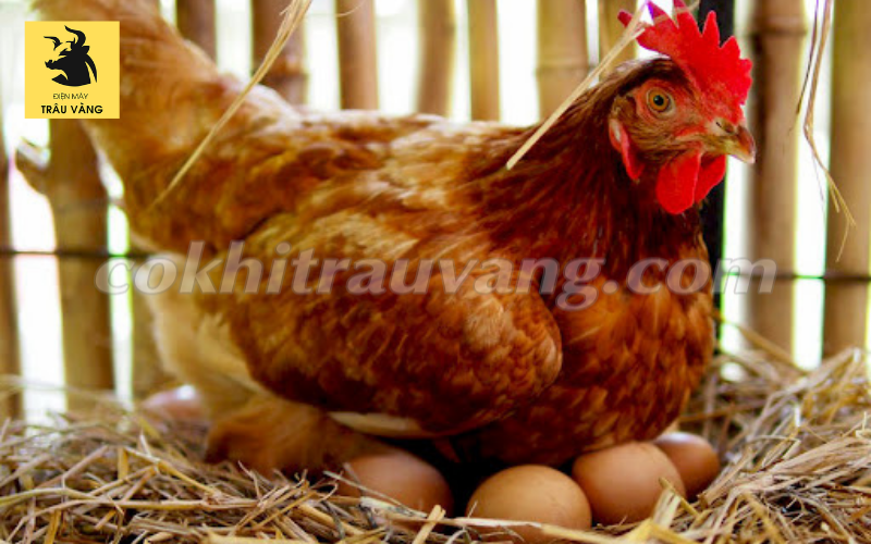 cách cho gà đẻ nhiều trứng