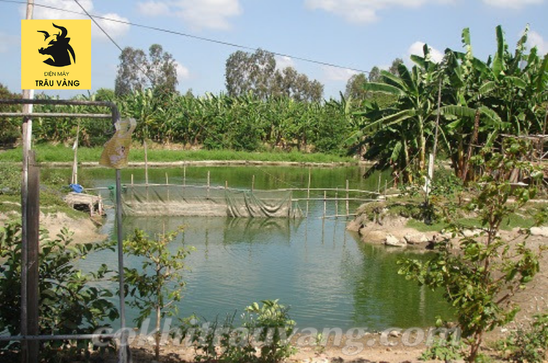 Mô hình vườn ao chuồng mini giúp bà con chăn nuôi bền vững Máy móc nông ngư  nghiệp  Điện Máy Trâu Vàng