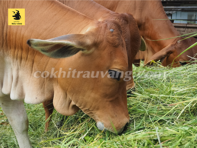 Tổng hợp các loại cỏ cho bò ăn