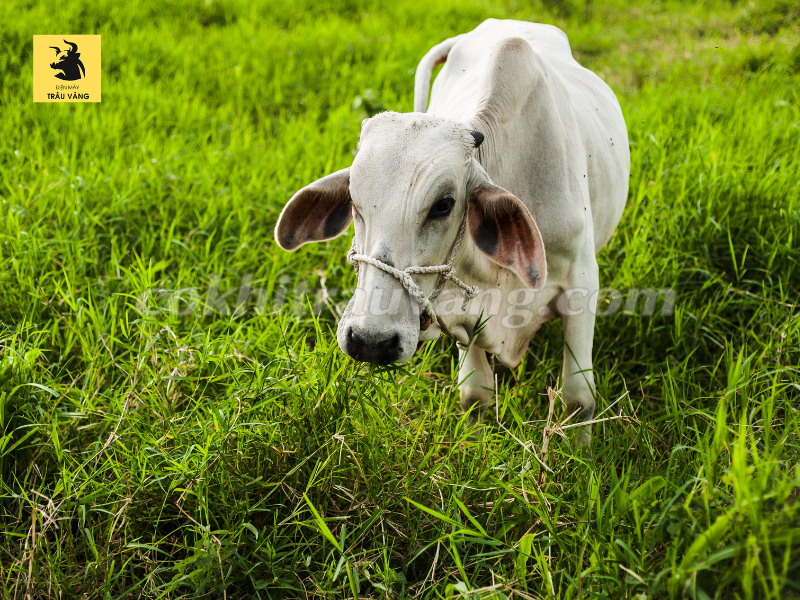 các loại cỏ cho bò ăn