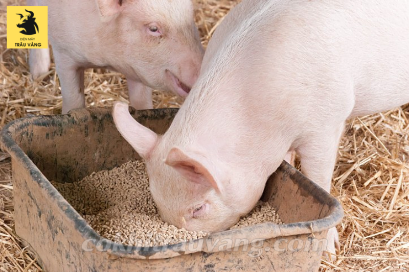Cho lợn ăn bao nhiêu là hợp lý?