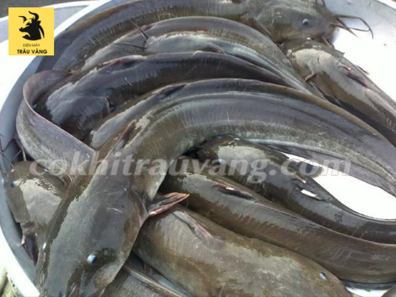 Những yếu tố quyết định thành công trong mô hình nuôi cá trê vàng  Thủy  Hải Sản Việt Nam