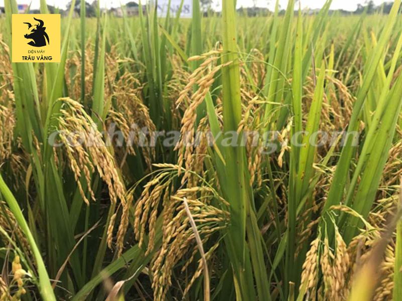 hệ thống xay xát lúa gạo