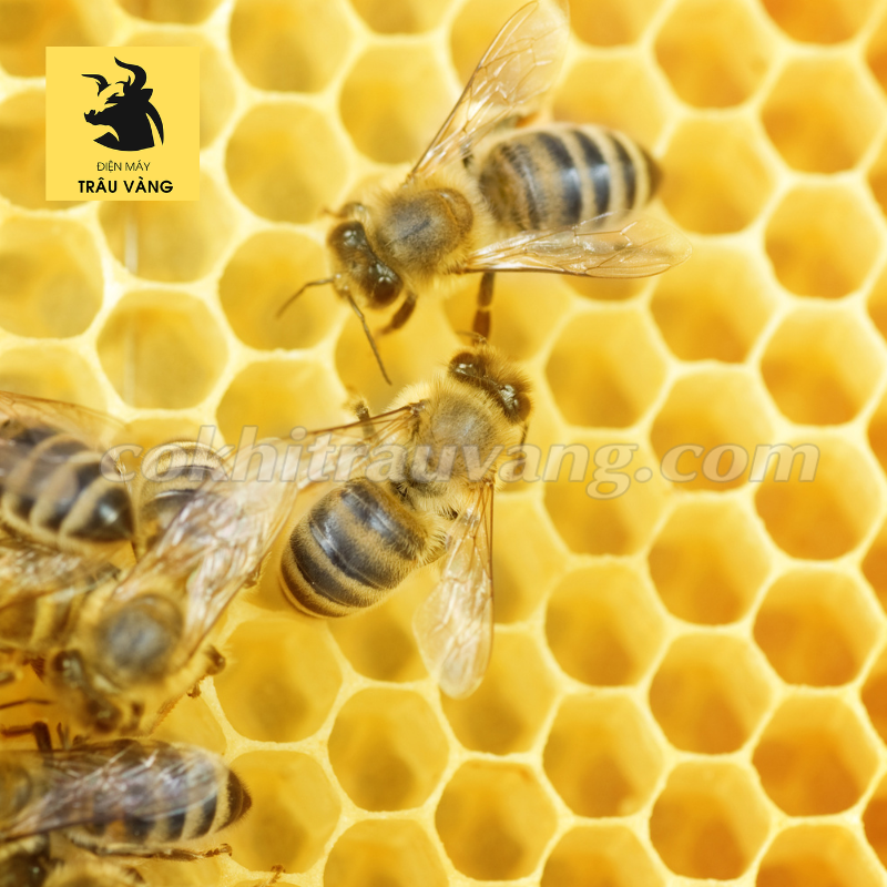 Giá máy ép chân tầng ong mật mới nhất trên thị trường
