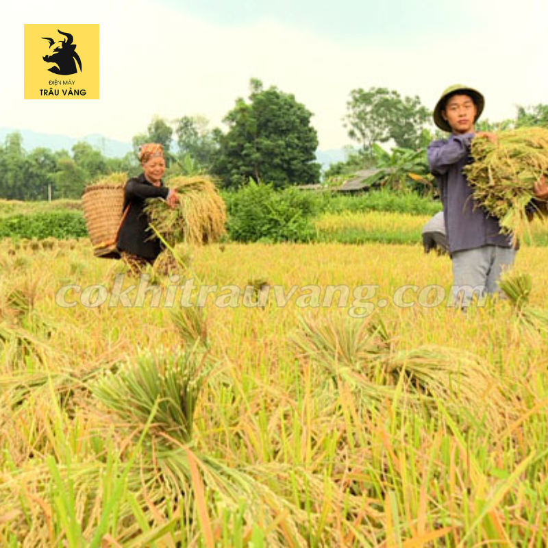 Cách thu hoạch lúa ít gây hao hụt nhất cho bà con nông dân