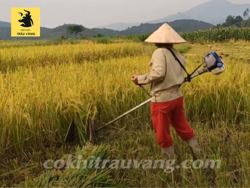 Máy gặt lúa mini cầm tay