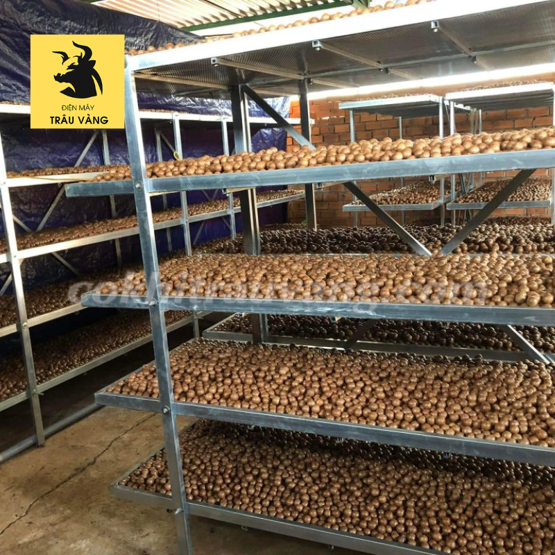 hong khô trong quy trình sản xuất hạt macca