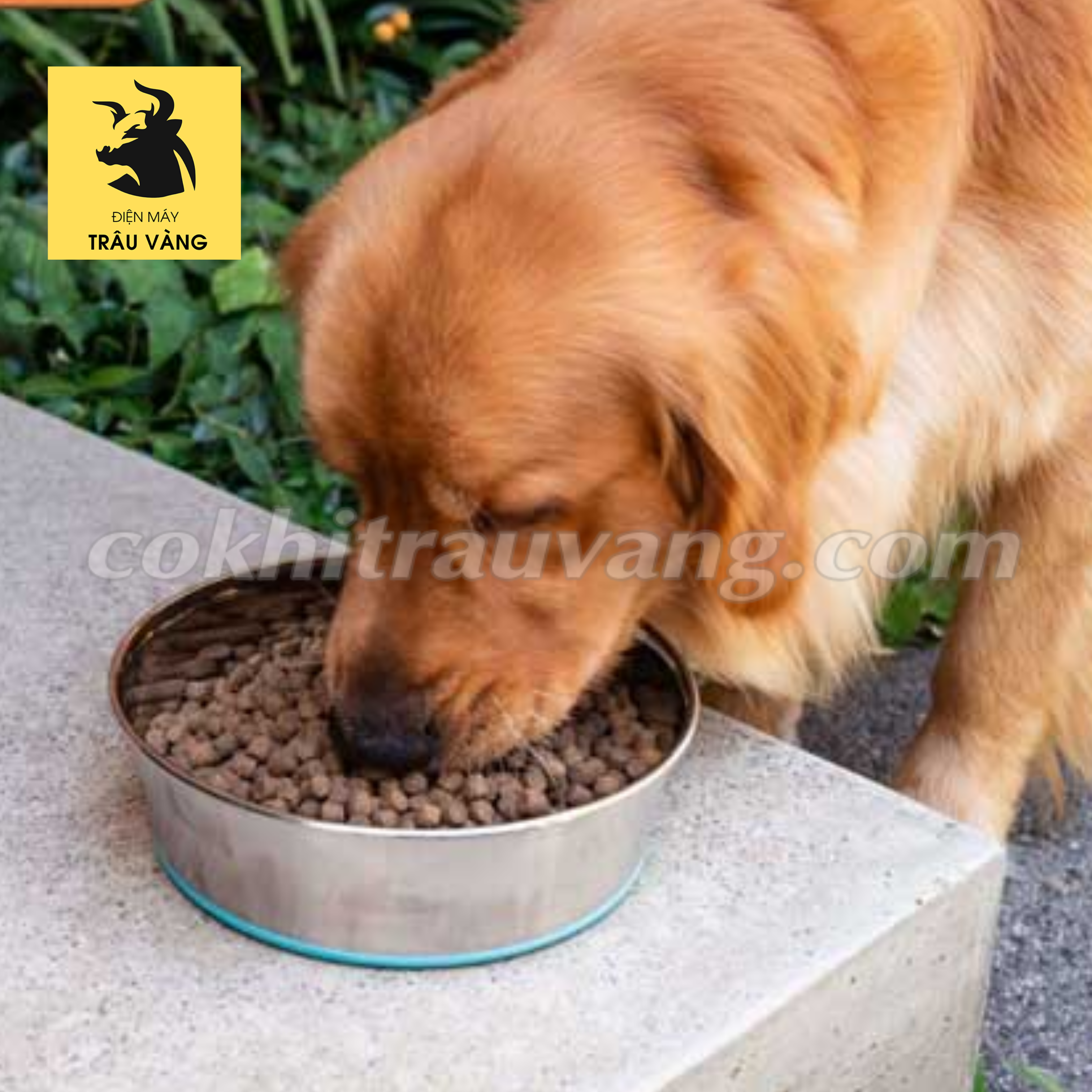 Cách làm thức ăn khô cho chó với máy đùn thức ăn viên