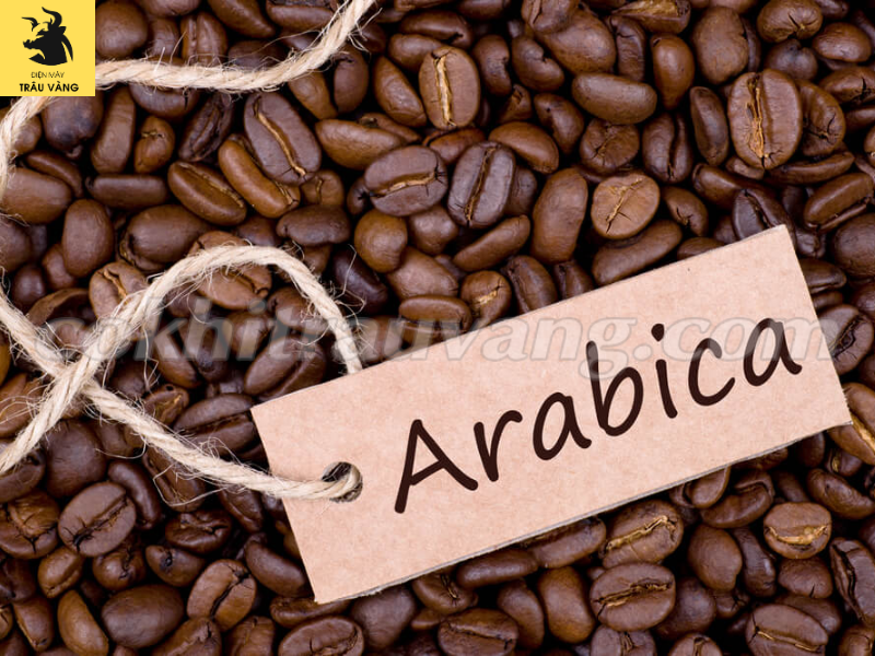 cà phê tươi Arabica