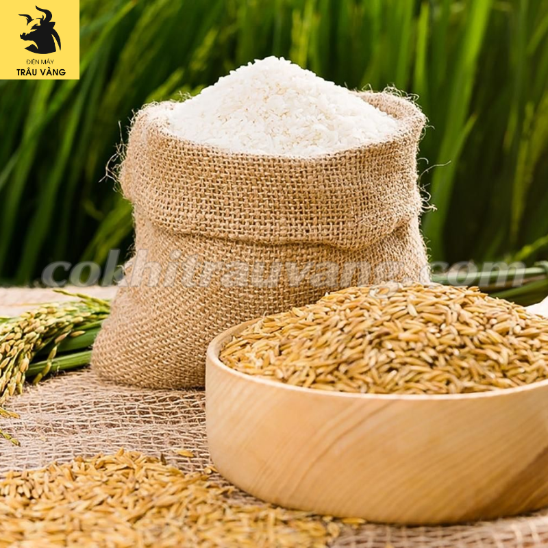 Tiêu chuẩn gạo xuất khẩu Việt Nam sang Châu Âu